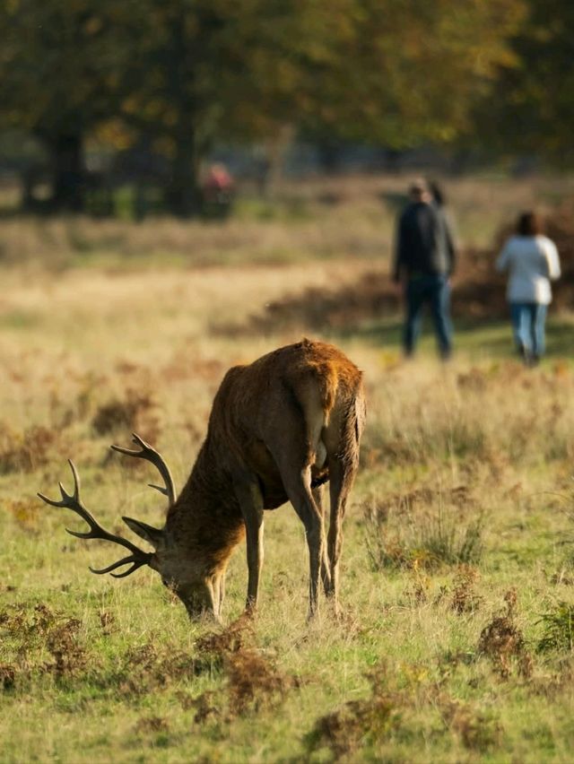 🌳🦌 Discover the Beauty of Bradgate Park in Leicester! 🏞️