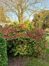 Bellflower Song