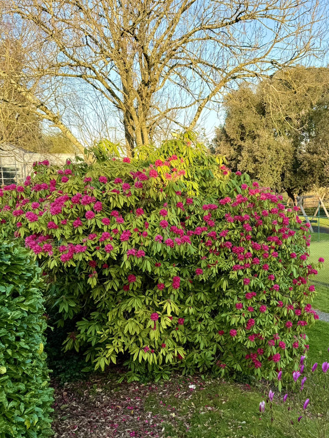 Bellflower Song