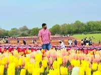 A Lovely Spring Day at Tulley's Tulip Farm, Hatton
