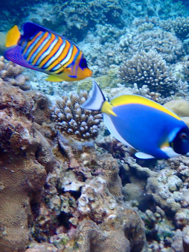 Nika Island Resort: live on the ocean or in the garden what will you choose?