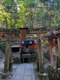 1000 Torii Gate Magic🛤️