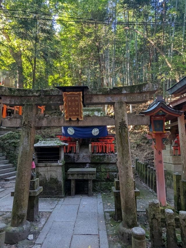 1000 Torii Gate Magic🛤️