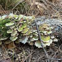 Algonquin Provincial Park