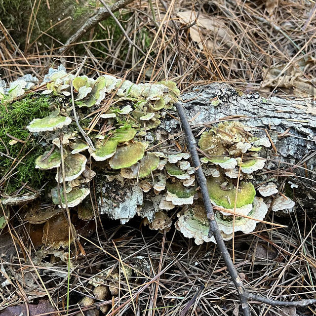 Algonquin Provincial Park Algonquin Provincial Park