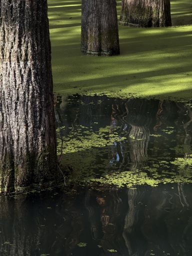 The Matcha lake! (Qingshan lake) | Trip.com Hangzhou