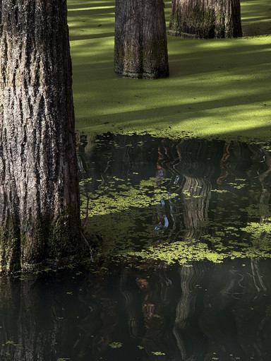 The Matcha lake! (Qingshan lake) | Trip.com Hangzhou