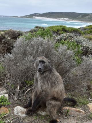 Wildlife Around Cape Town 🐧🦭🐒🌿  A Safari Without Leaving the City