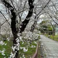 🇯🇵名古屋城：與白櫻🌸來一場歷史漫步