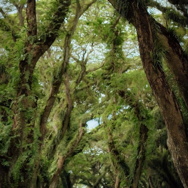 Indonesia's must-visit 🌲Lord of the Rings forest feels like a journey to the underworld!