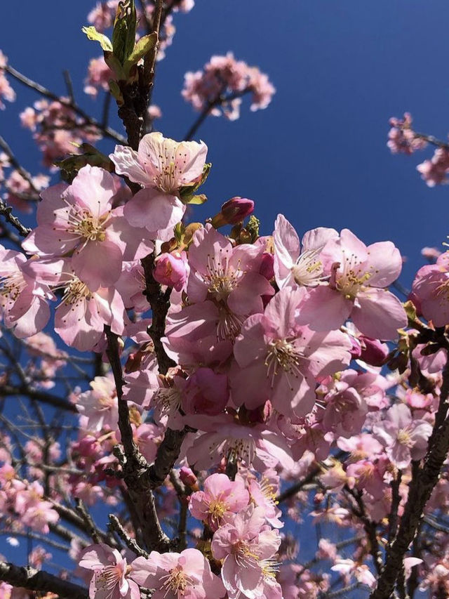 Come to Shizuoka to see cherry blossoms!
