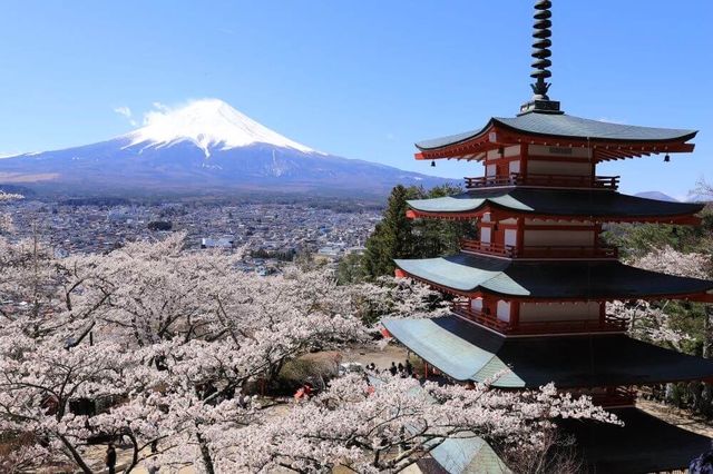 Recommend two Japanese cherry blossom viewing spots.