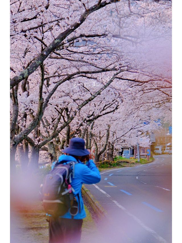 This year, my memories 📸 (photo album) of cherry blossoms 🌸 at Lake Biwa.