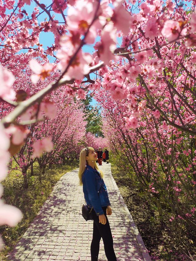 Yantai's Floral Fantasy Awaits🌸🌷🏞️