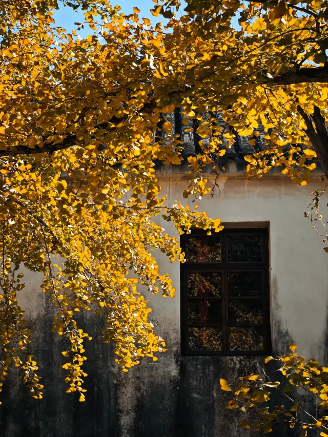 The ginkgo trees in Yangjia Village near Shanghai have turned yellow