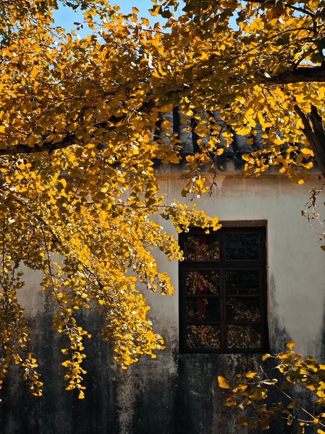 上海周邊｜楊家村的銀杏黃了