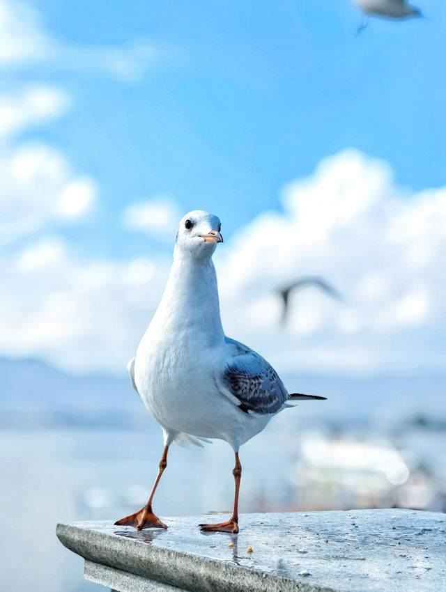 昆明打卡|踩雷後才解鎖的本地人看海鷗玩法