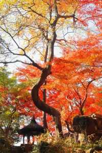 光影園林|與秋同肅！留園