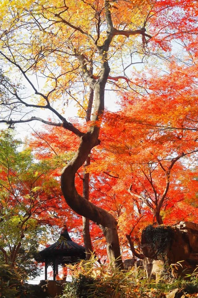 光影園林|與秋同肅！留園