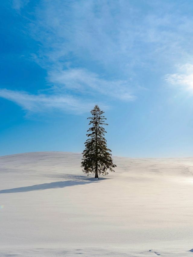 為什麼這麼多人來拍這顆孤獨的聖誕樹啊？