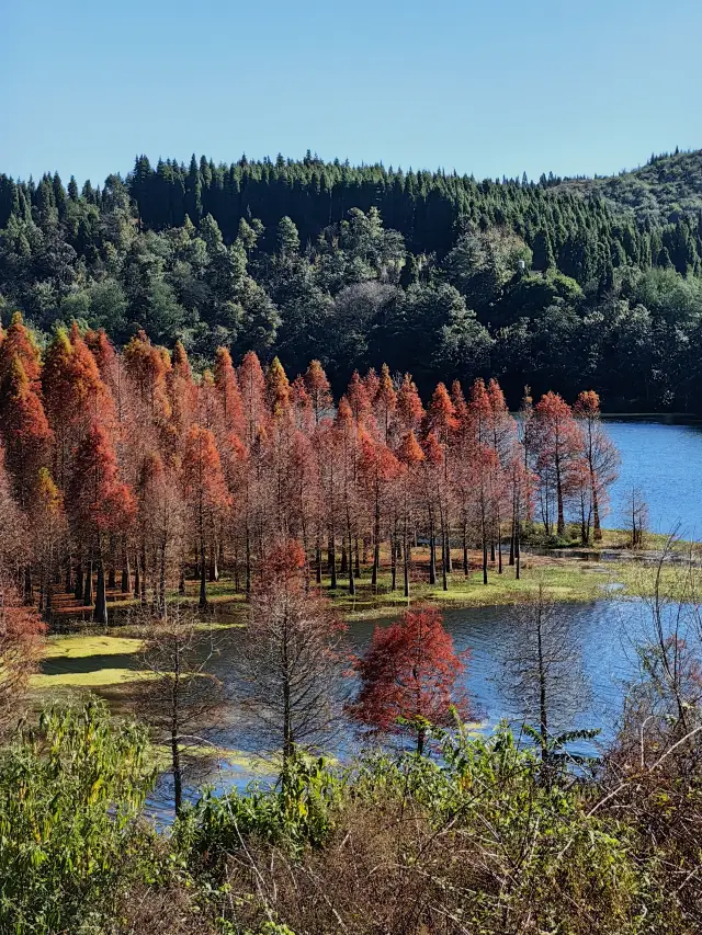 The Metasequoia in Sanjiacun Reservoir is so beautiful
