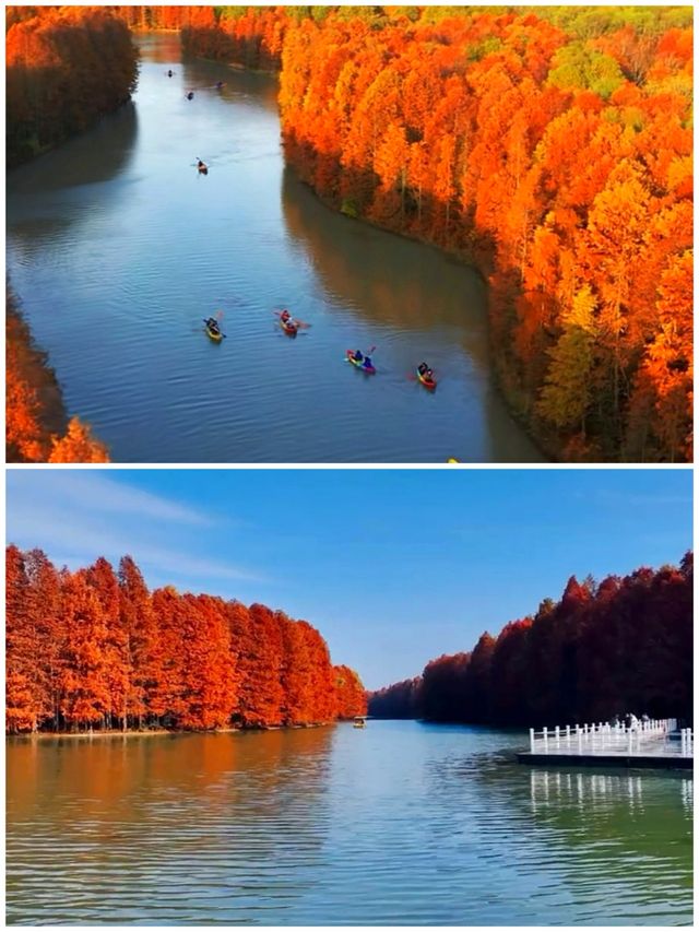 這不是川西，是上海海灣森林公園！