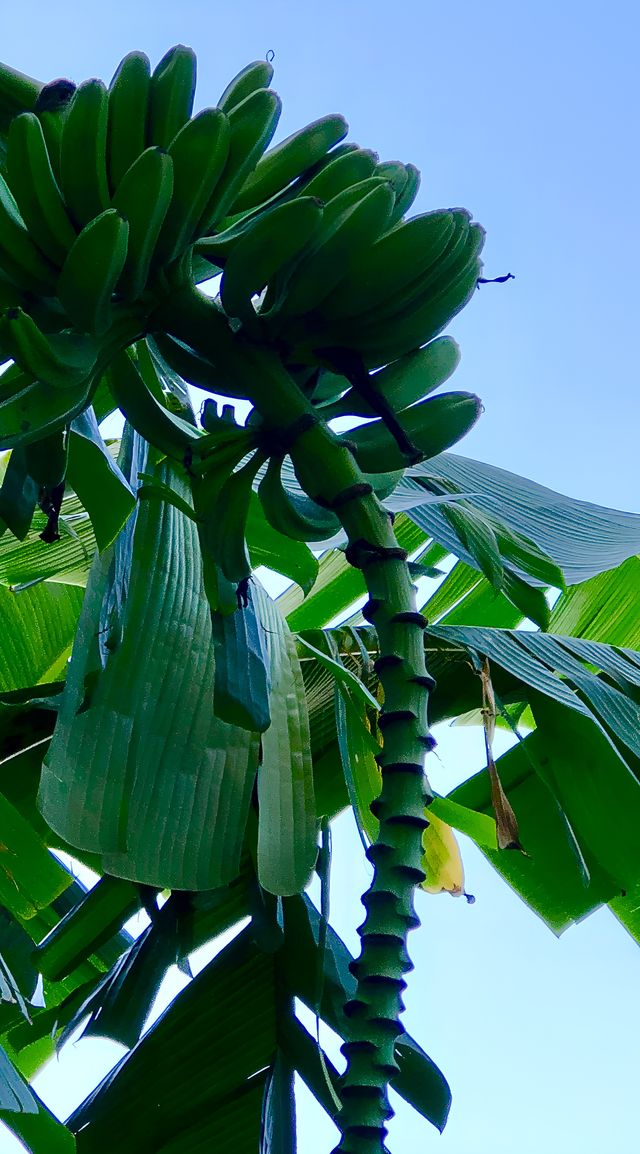 寧德,佛國仙都百里畫廊 寧德,佛國仙都百里畫廊