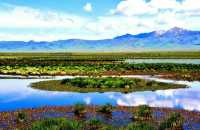 川西·若爾蓋大草原｜全球面積最大的高海拔草原
