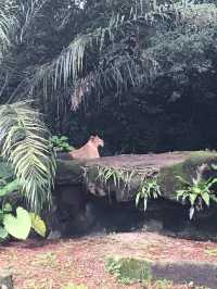 新加坡-新加坡動物園