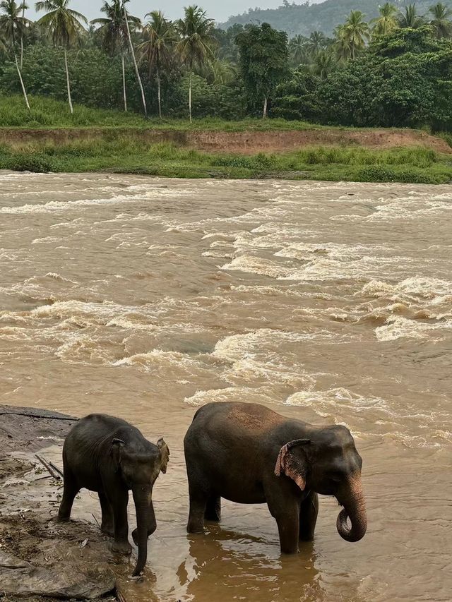 斯里蘭卡｜大象孤兒院到底值不值得去