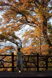 石門公園很秋天但是聽勸別來…
