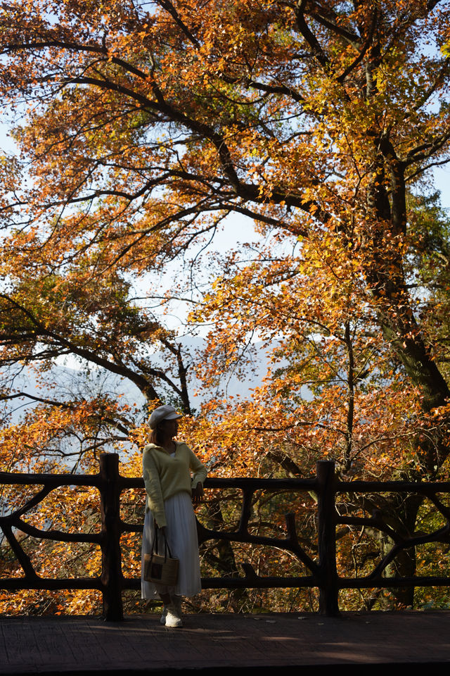 石門公園很秋天但是聽勸別來…