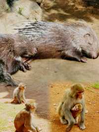 海口 熱帶野生動物園｜一頭跌進小動物們的歡樂世界