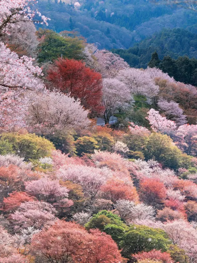 Yoshinoyama, the romance of thirty thousand cherry blossoms in full bloom