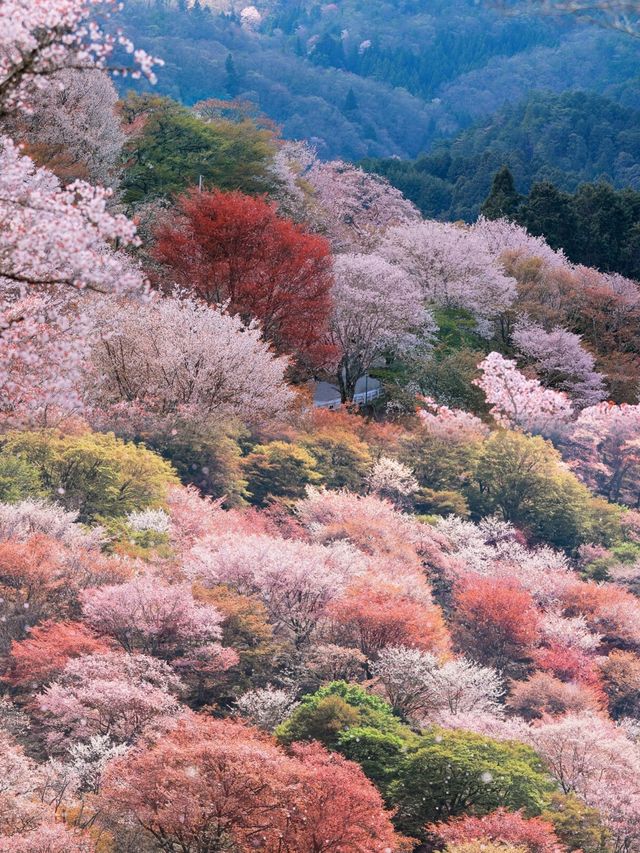 吉野山，三萬株櫻花綻放的浪漫