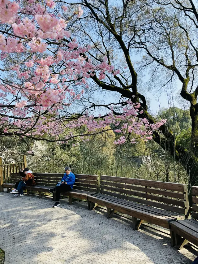 I'm saying this is the ceiling for cherry blossom viewing in Chongqing, no one disagrees, right?