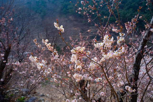 櫻桃花