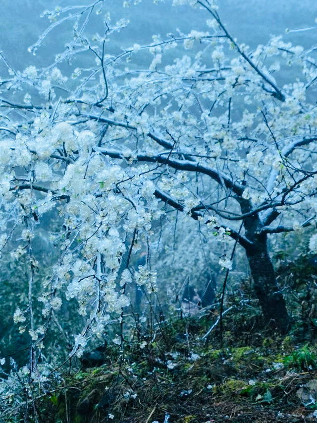 粵北觀冰花