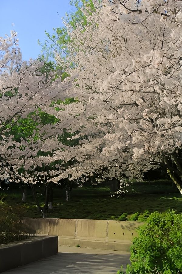 杭州春日最適合賞花的路線推薦