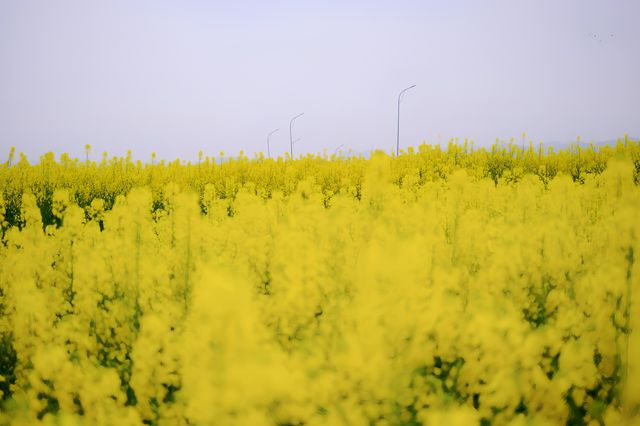 彭山五湖四海油菜花海，花開正艷