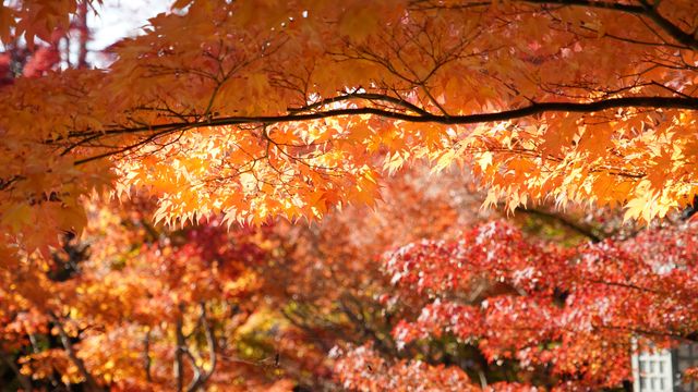 京都頭牌紅葉賞秋名所