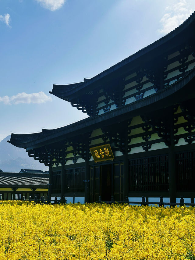 柳江光明寺｜四川最美的油菜花