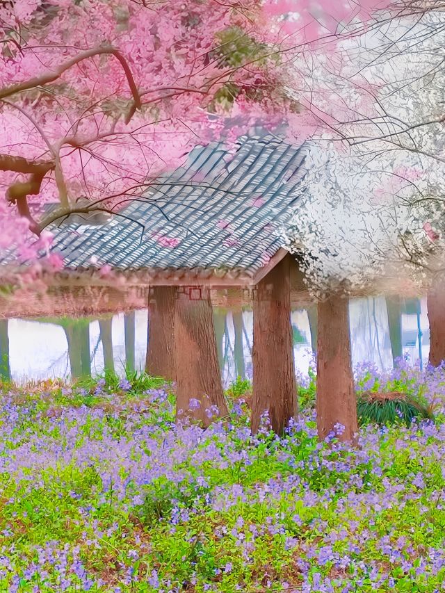 杭州賞梅界天花板！最浪漫的梅花在西溪濕地