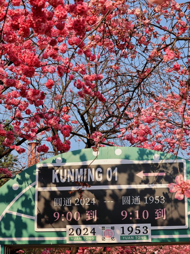 昆明動物園｜圓通櫻潮，賞花正當時！