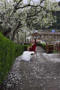 苍溪百年梨園