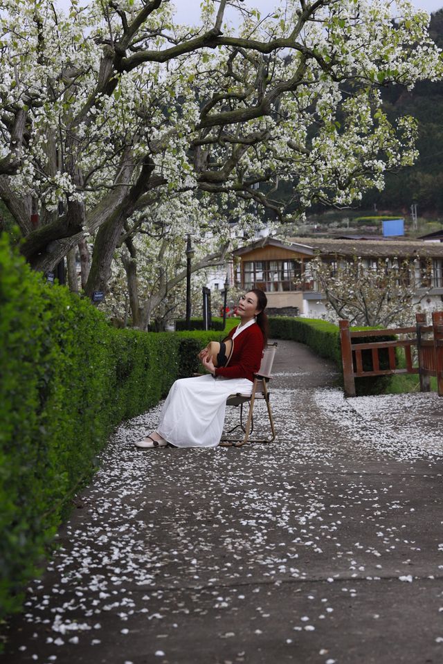 苍溪百年梨園