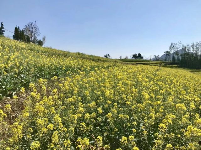 記錄羅平油菜花的美麗景色