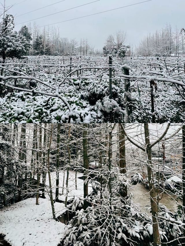 不出成都免費玩雪