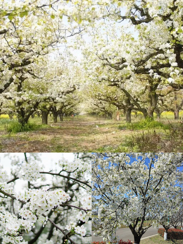 春有約，花不誤，年年不相負-四川賞花攻略