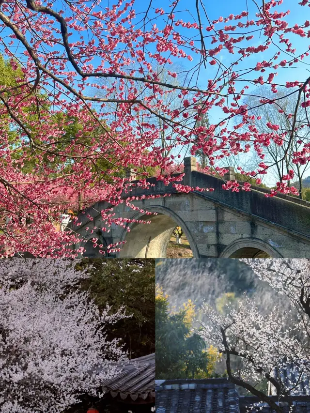 The plum blossoms in Hangzhou have bloomed in 2024, sharing this stunning spot for flower appreciation